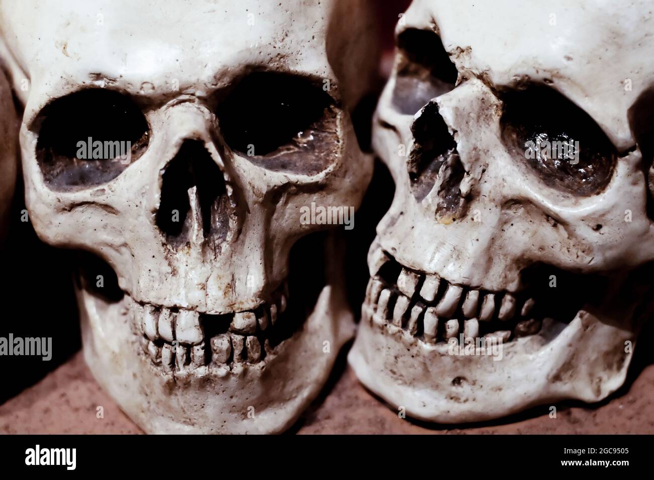 Zwei Modelle von menschlichen Schädeln Stockfoto