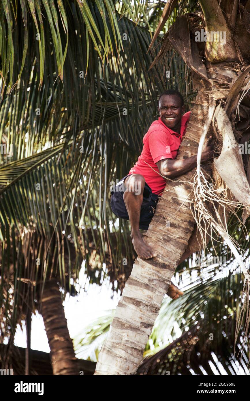 Mann auf einem Kokosnussbaum Stockfoto
