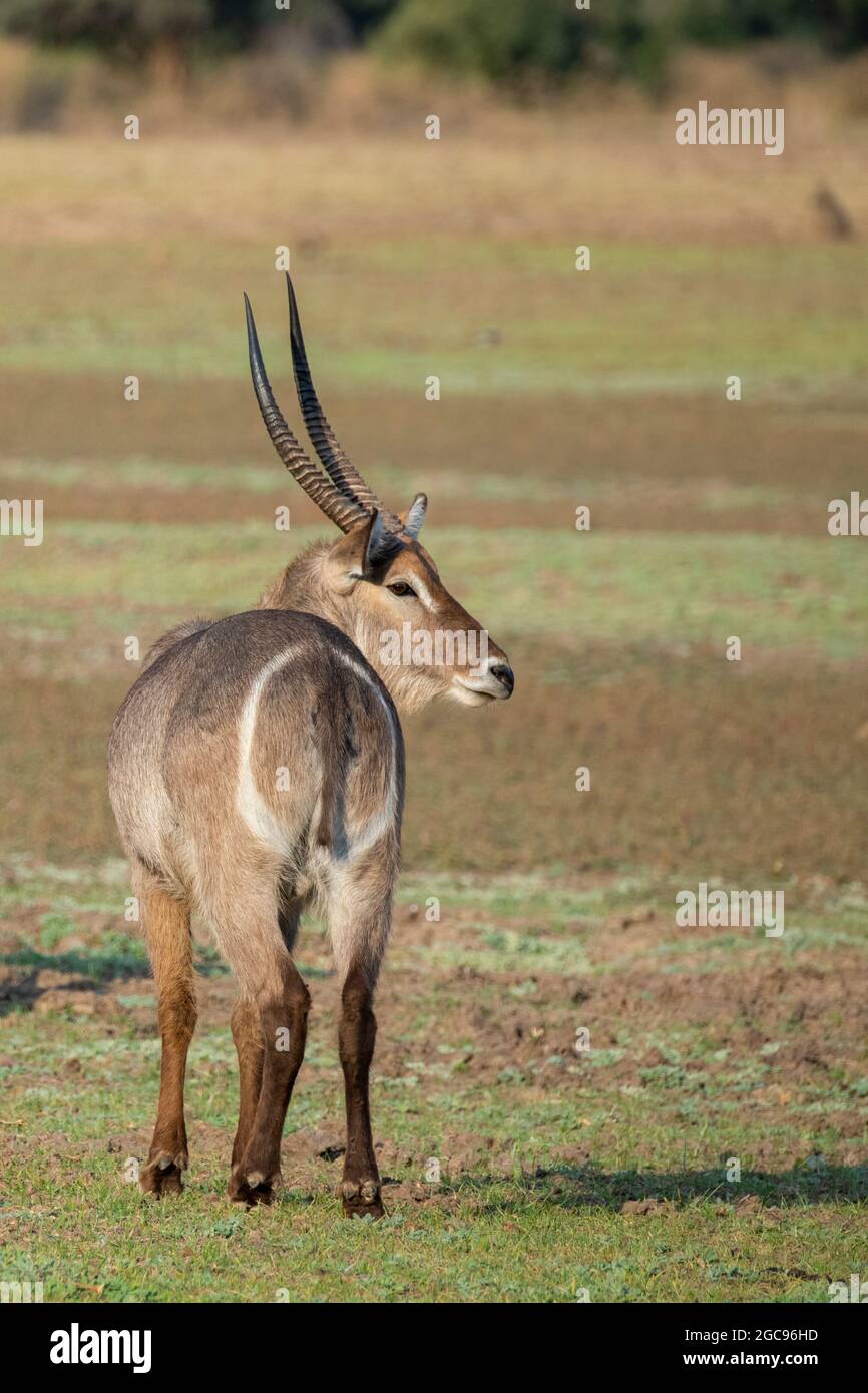 Sambia, South Luangwa National Park. Männlicher Wasserbock (WILD: Kobus ellipsiprymnus) Stockfoto