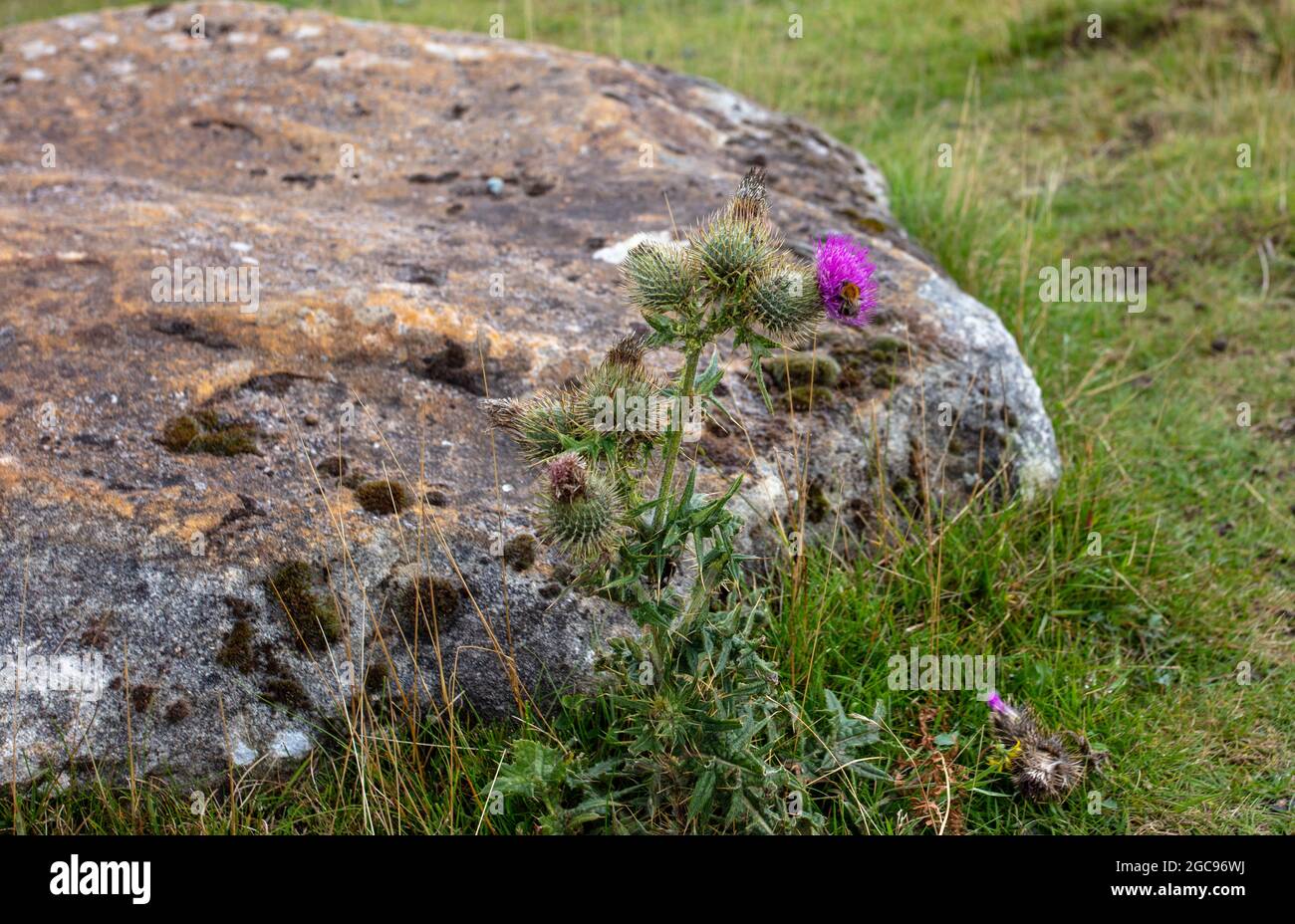 Ein purpurpurner, blühender Thistle auf Ilkley Moor West Yorkshire Stockfoto