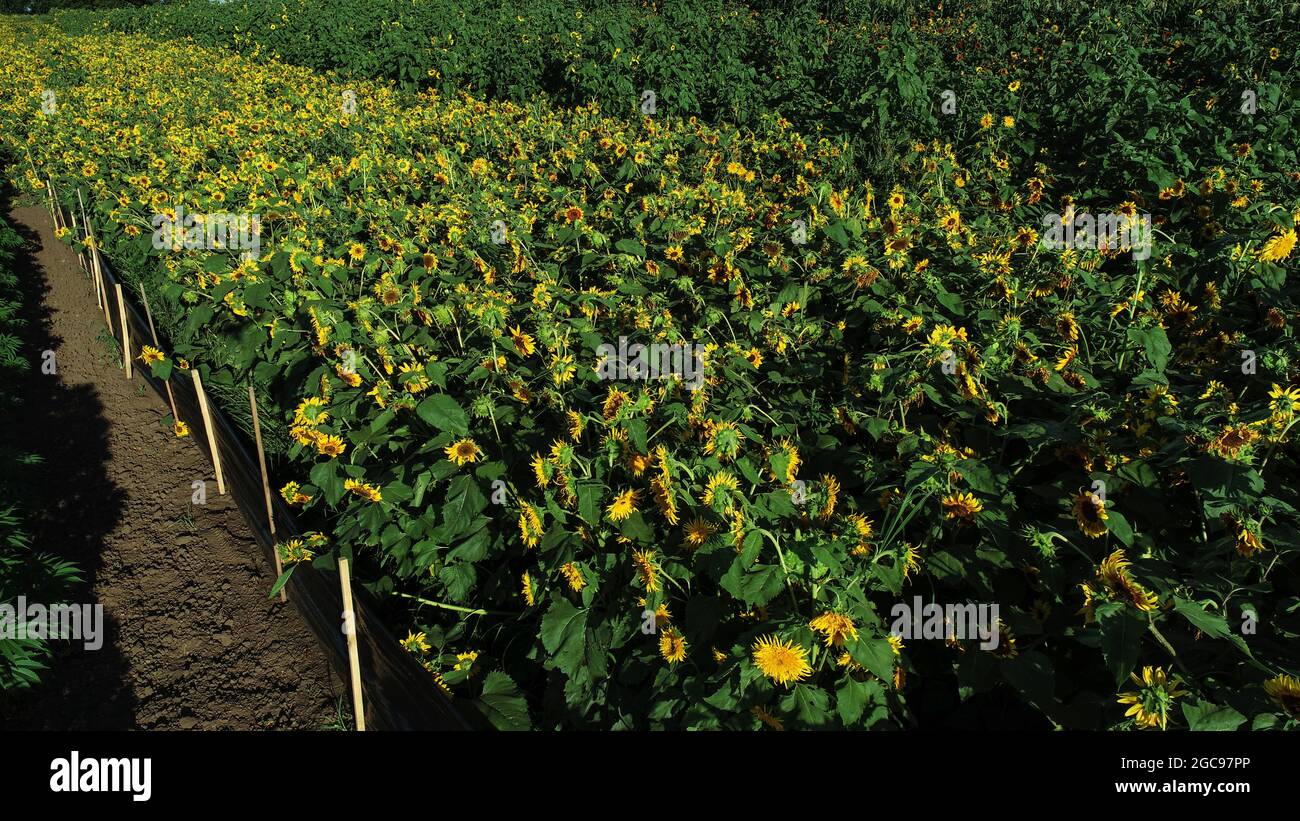 Luftaufnahme von Reihen blühender gelber Sonnenblumen bei Sonnenuntergang auf Highway 69 Hemp Farms, Monroe, Wisconsin, USA Stockfoto