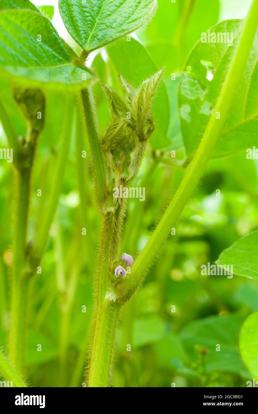 Sojabohnen (Glycine max) blühen und neues Wachstum. Stockfoto