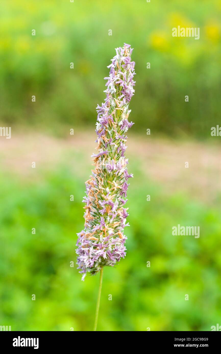 Ein blühender Blütenstand von Timothy Grass (Phleum pratense). Stockfoto