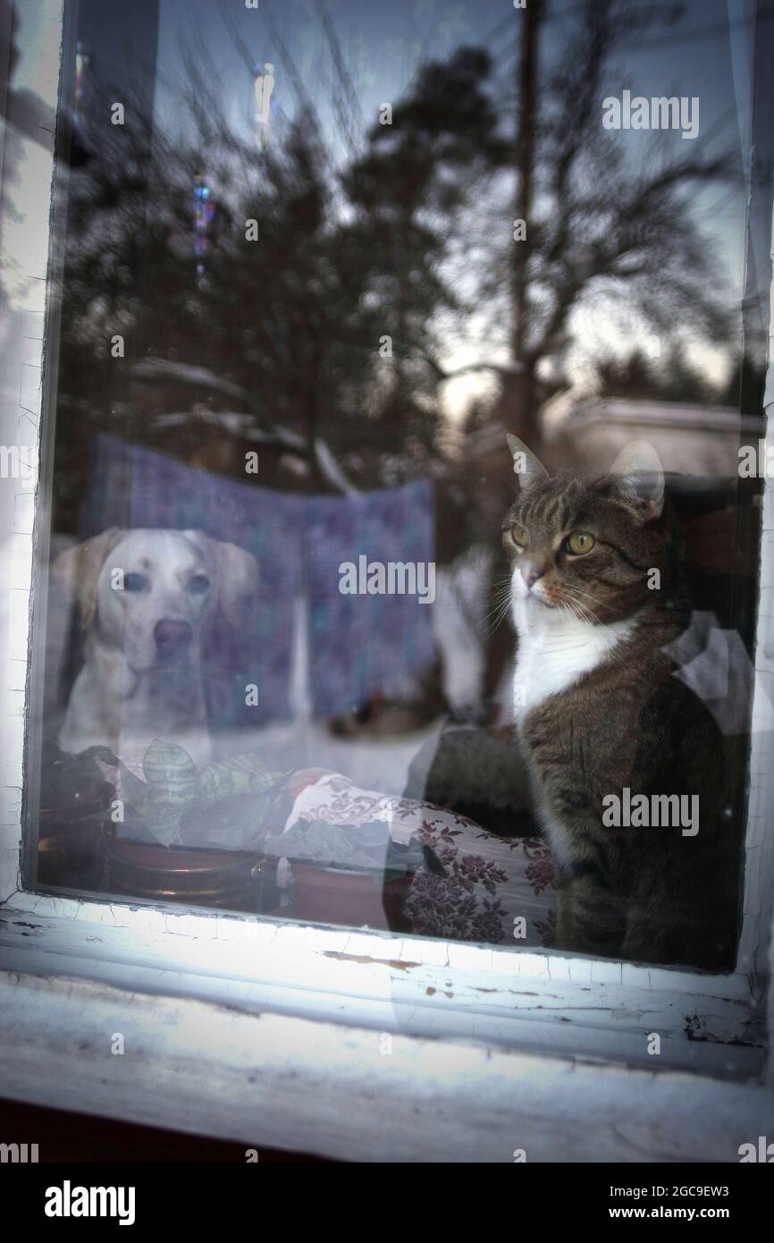 Die Katze und der Hund schauen aus dem Fenster Stockfotografie - Alamy