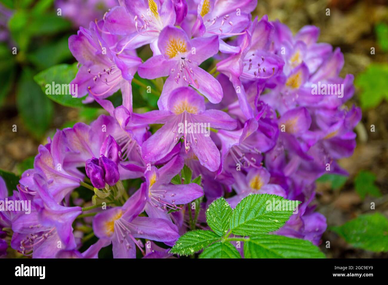 Rhododendren im Wald von Dunwich Suffolk Stockfoto