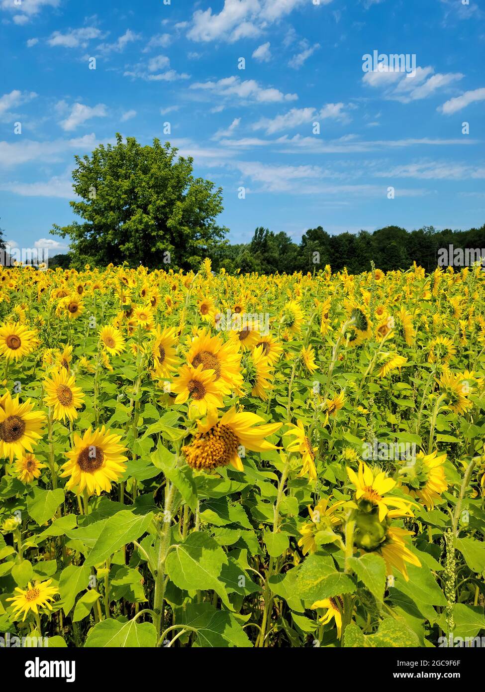 Gelbe Sonnenblumen in Michigan Feld mit Bäumen Stockfoto