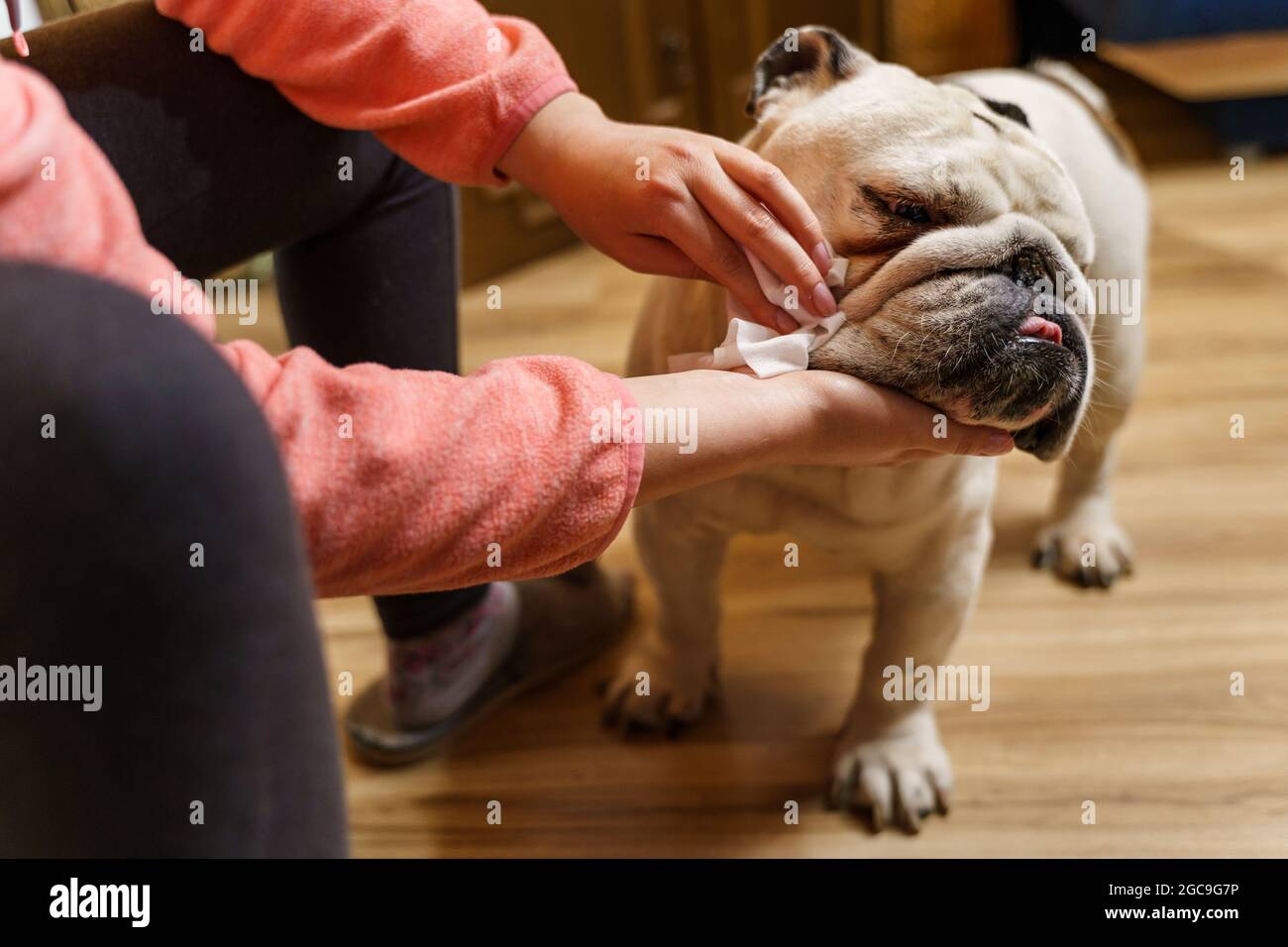 Unbekannte kaukasische Frau kümmert sich um ihren Hund - Hände Von weiblichen Mädchen mit nassen Tuch, um den Kopf zu reinigen Ihr Haustier Erwachsene ältere englische Bulldogge Stockfoto