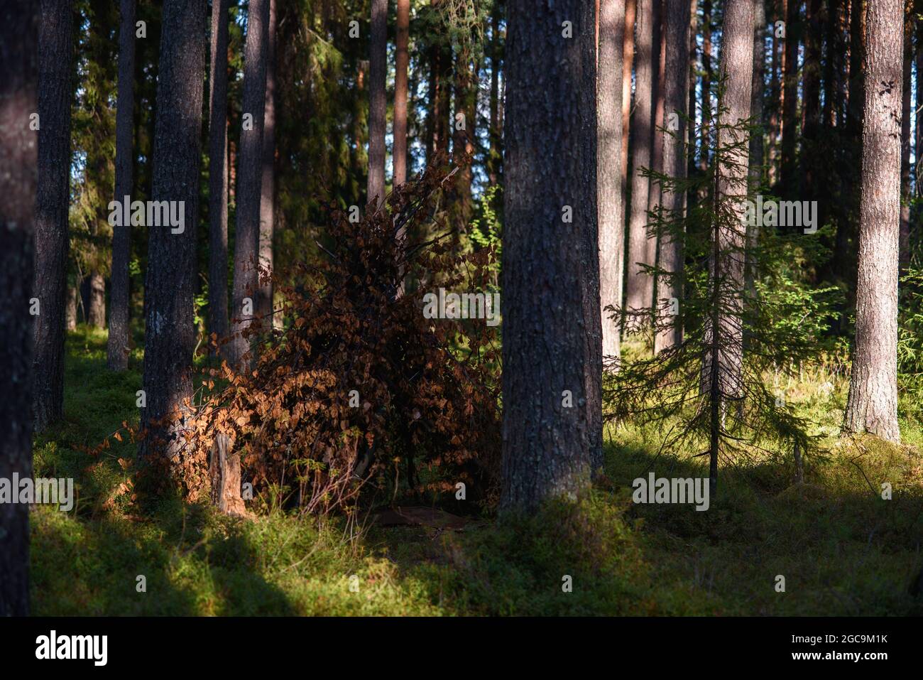 Eine Hütte aus Laubzweigen im Wald inmitten hoher Bäume. Stockfoto