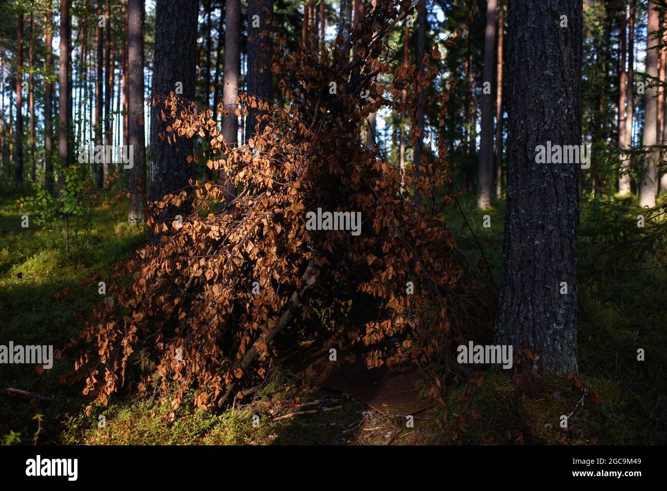 Eine Hütte aus Laubzweigen im Wald inmitten hoher Bäume. Stockfoto