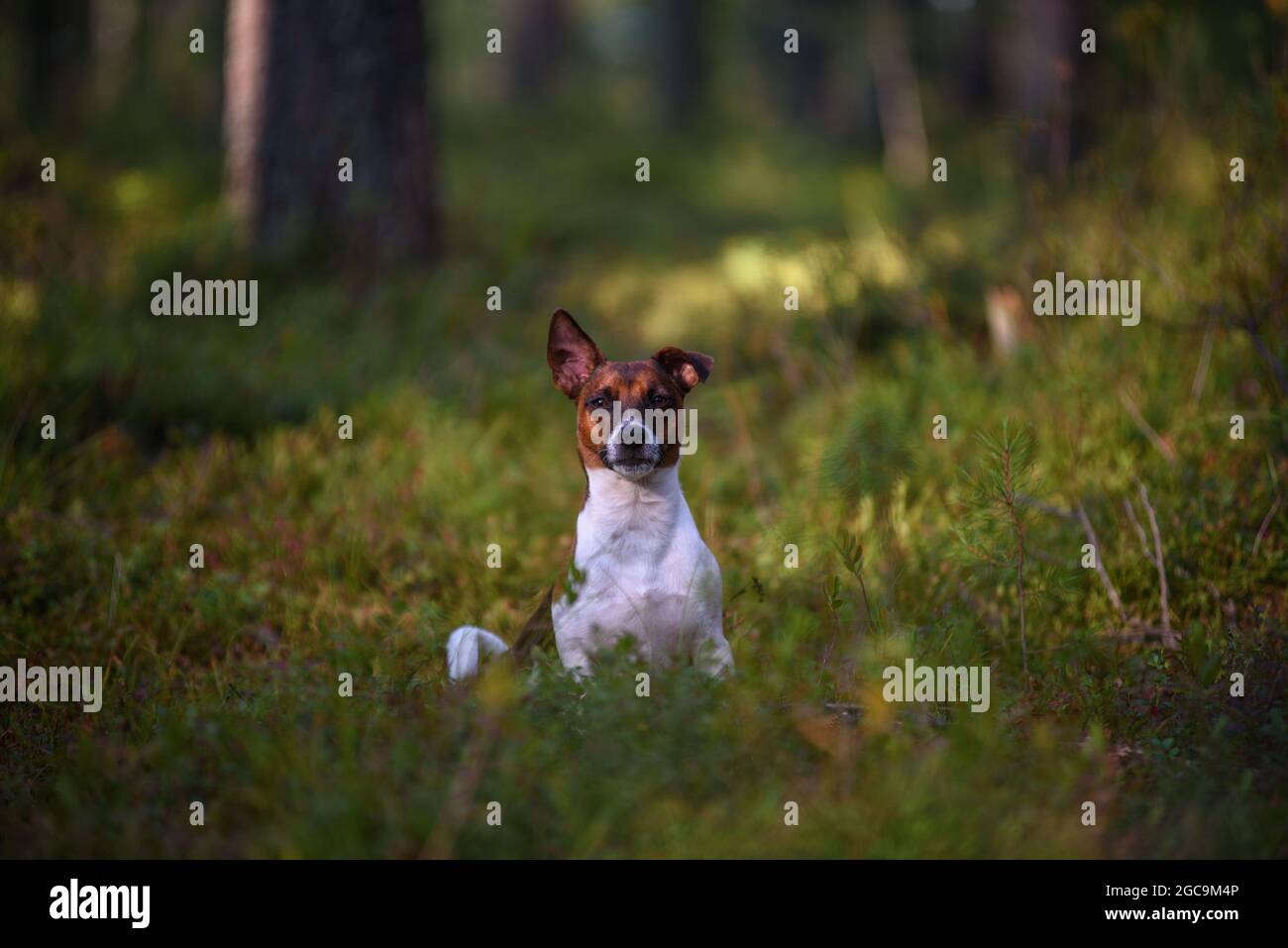 Porträt eines Jack Russell Terrier auf einem Spaziergang im Wald. Stockfoto