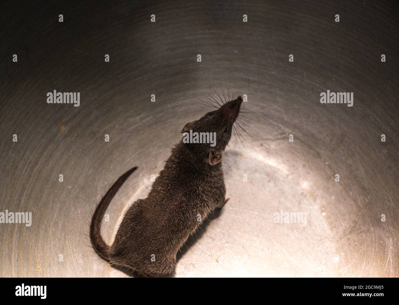 Die asiatische Hausspitzmaus (Suncus murinus) kommt hauptsächlich in Südasien vor, kommt aber in ganz Asien und Ostafrika weit vor. Während es läuft, erzeugt es ein klapperndes Geräusch, das dem Klang des jingling Geldes ähnelt, das ihnen in China den Namen „Money Shrew“ eingebracht hat. Die Entdeckung eines stark divergierenden Coronavirus im Asian House Shrew aus China beleuchtet den Ursprung der Alphakoronaviren, ein Forschungsartikel, der 2017 im Journal of Virology (American Society for Microbiology) veröffentlicht wurde. Es ist eine große Spitzmaus mit einem starken Moschusgeruch und aktiv in der Nacht. Es wird als invasive Spe angesehen Stockfoto