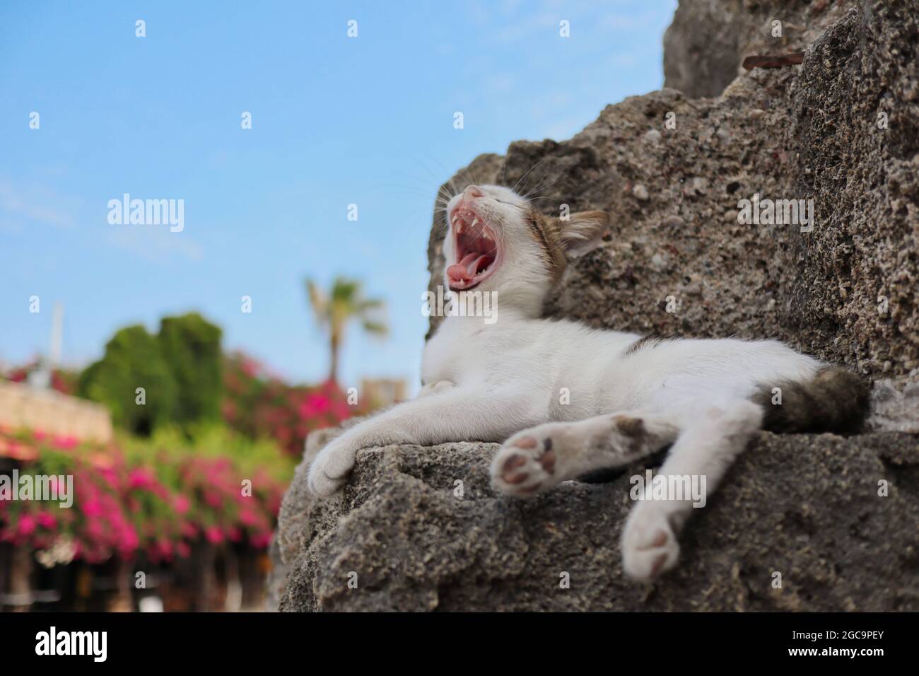 Gähnende verirrte Katze im wunderschönen Rhodos-Stadt in Griechenland. Müde griechische Feral Kitten liegen auf Stein. Stockfoto