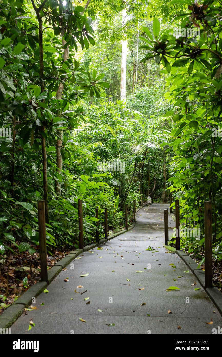 Carara Nationalpark, Costa Rica. Universal Trail mit Zugänglichkeit für Menschen mit Behinderungen. Tropischer Regenwald im zentralen pazifik. Stockfoto