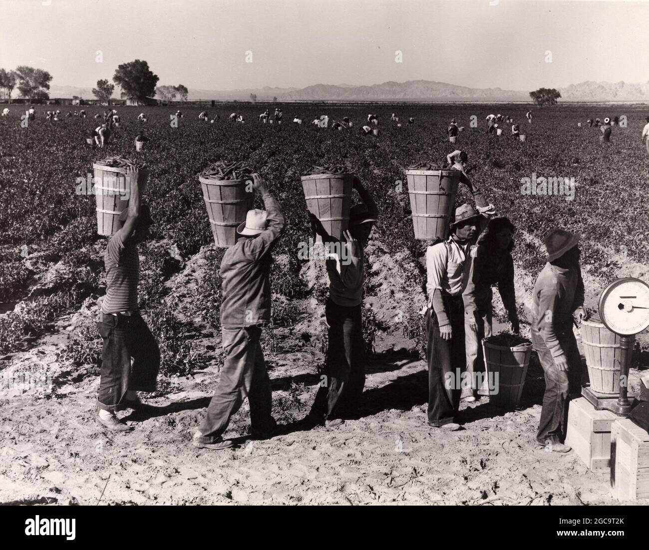 PEA-Picker während der amerikanischen Depression im Dustbowl, aufgenommen von Dorothea lange Stockfoto