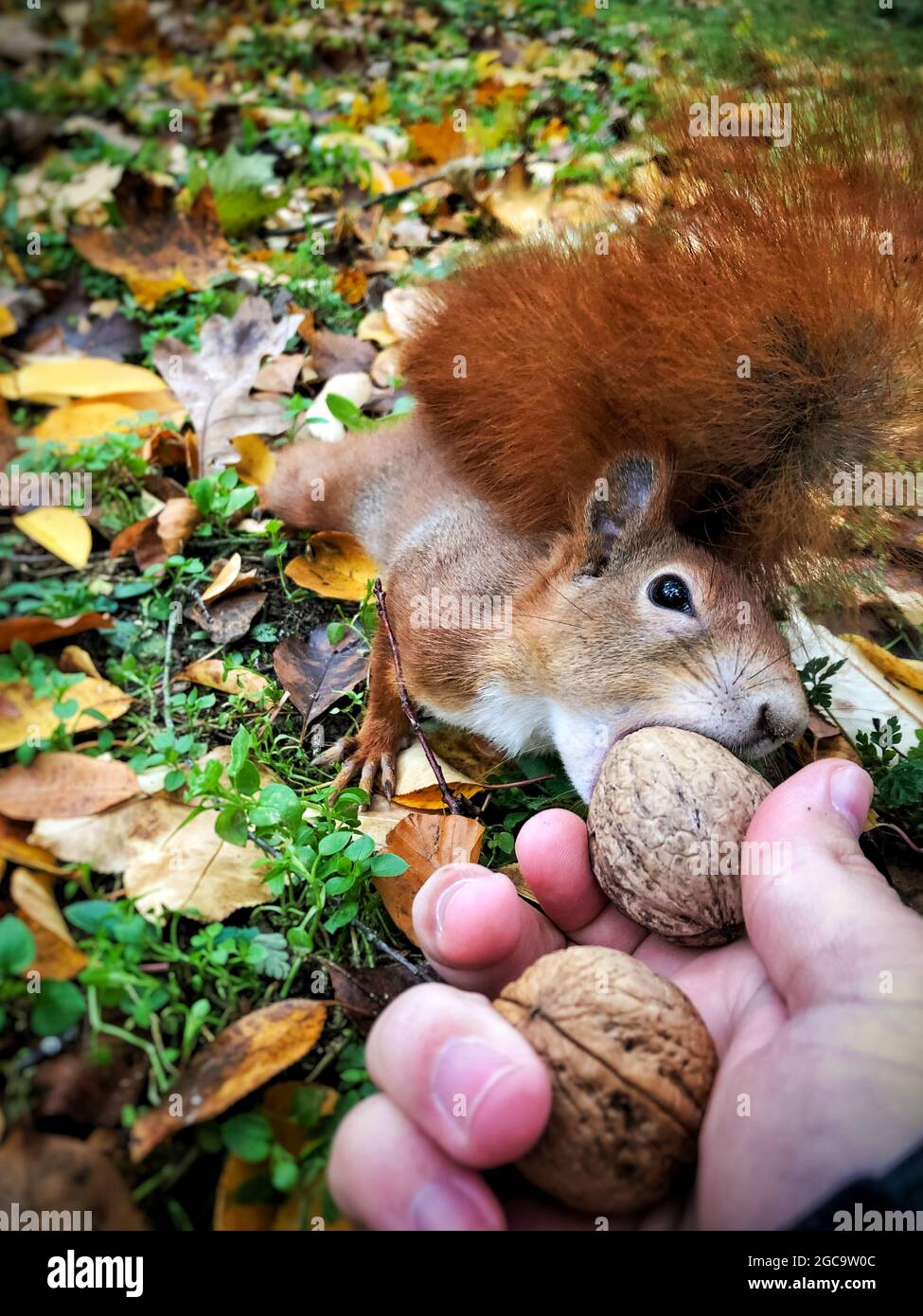 Das niedliche rote Eichhörnchen (Sciurus vulgaris) nimmt eine Nuss aus einer menschlichen Hand. Füttern von Eichhörnchen aus der Hand. Stockfoto