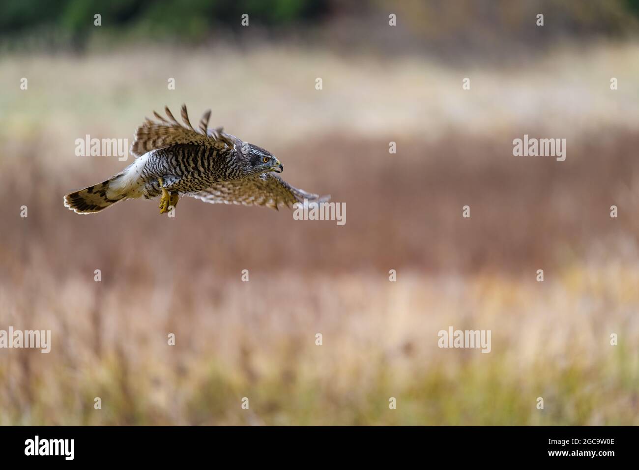 Der nördliche Habicht (Accipiter gentilis) im Herbst im Flug über einem Feld. Ausgestreckte Flügel, offener Schnabel, schnell fliegender Vogel auf der Jagd. Stockfoto