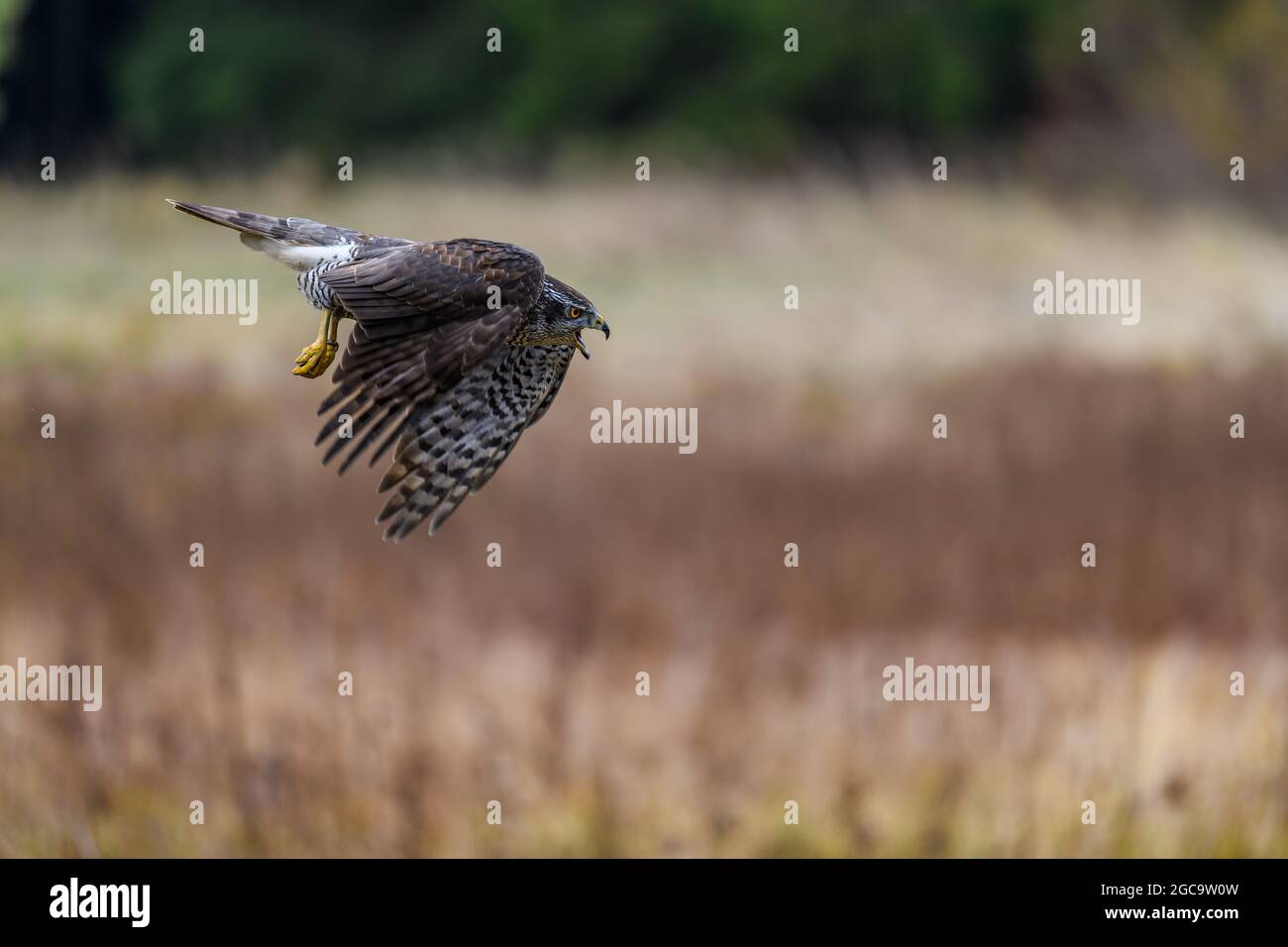 Der nördliche Habicht (Accipiter gentilis) im Herbst im Flug über einem Feld. Ausgestreckte Flügel, offener Schnabel, schreiender, schnell fliegender Vogel auf der Jagd. Stockfoto