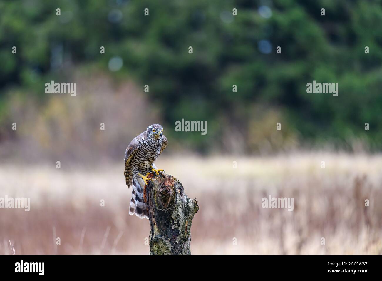Der nördliche Habicht (Accipiter gentilis) sitzt auf einem Barsch und sucht nach Beute. Herbst, das Feld ist im Hintergrund. Stockfoto