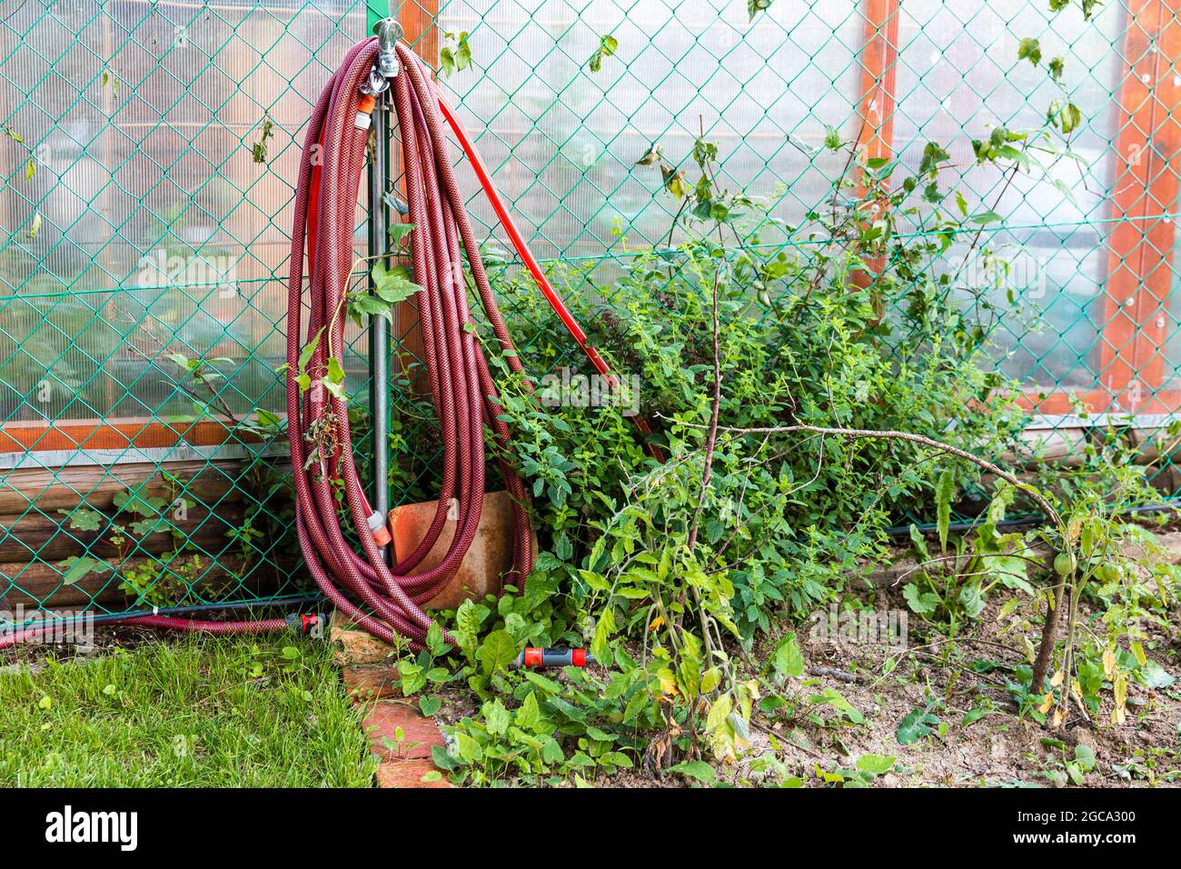 burgunder roter Gartenschlauch, der im Hof in der Nähe von Kettengliederzäunen im überwucherten Garten vom Kran hängt. Stockfoto