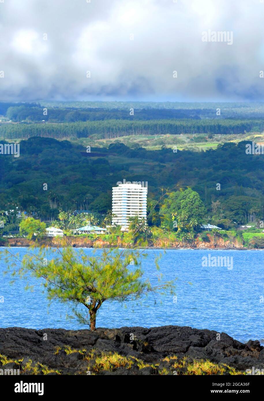 Von der felsigen Küste aus wächst ein kleiner Baum, der einen ungeheuren Blick auf Hilo und die Hilo Bay bietet. Wolken sammeln sich für einen der häufigen Schauer über Hilo. Stockfoto