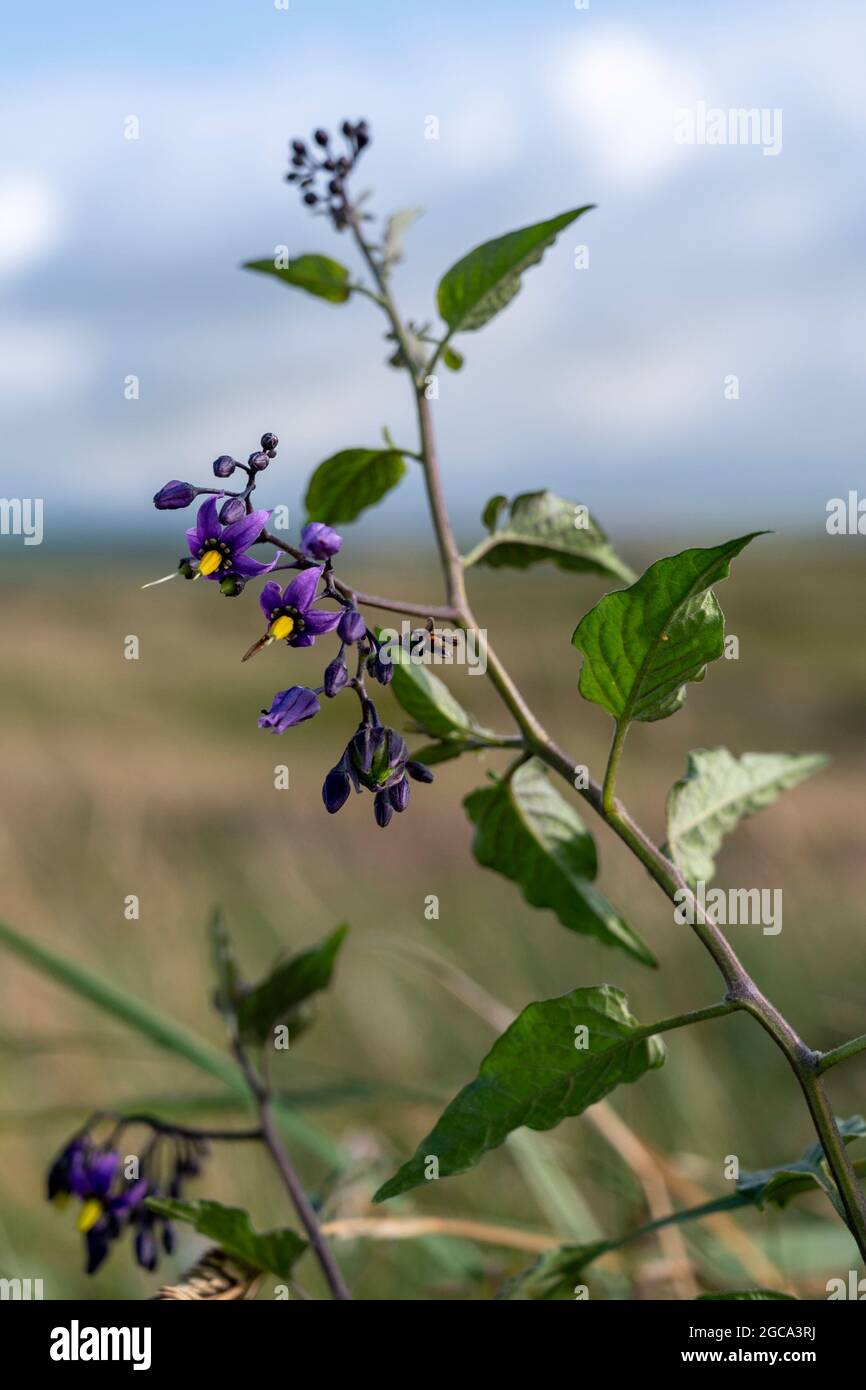 Holziger Nachtschatten, Solanum dulcamara oder Bitterwseet, der im Sommer natürlich wächst. North Cornwall Großbritannien. Stockfoto