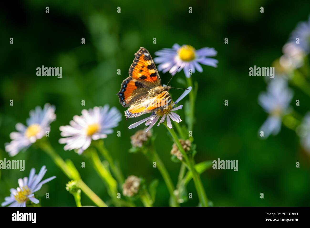 Ein Schmetterling sitzt mit Gänseblümchen auf dem Rasen Stockfoto
