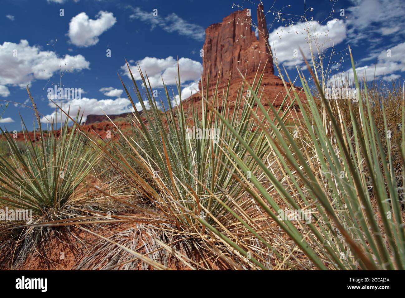 Rote Sandsteinklippe West Mitten Butte im Monument Valley Navajo Tribal Park mit Ökosystemyucca-Pflanzen im Vordergrund Stockfoto
