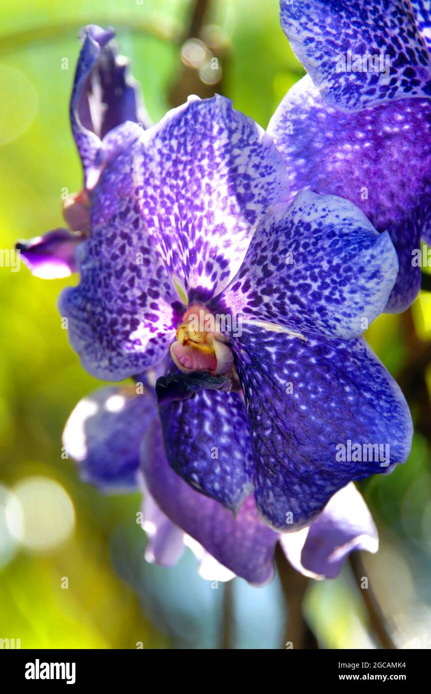 Im tropischen botanischen Garten Hawaii auf der Big Island von Hawaii leuchtet die violette Orchidee mit Hintergrundbeleuchtung im Morgenlicht. Stockfoto