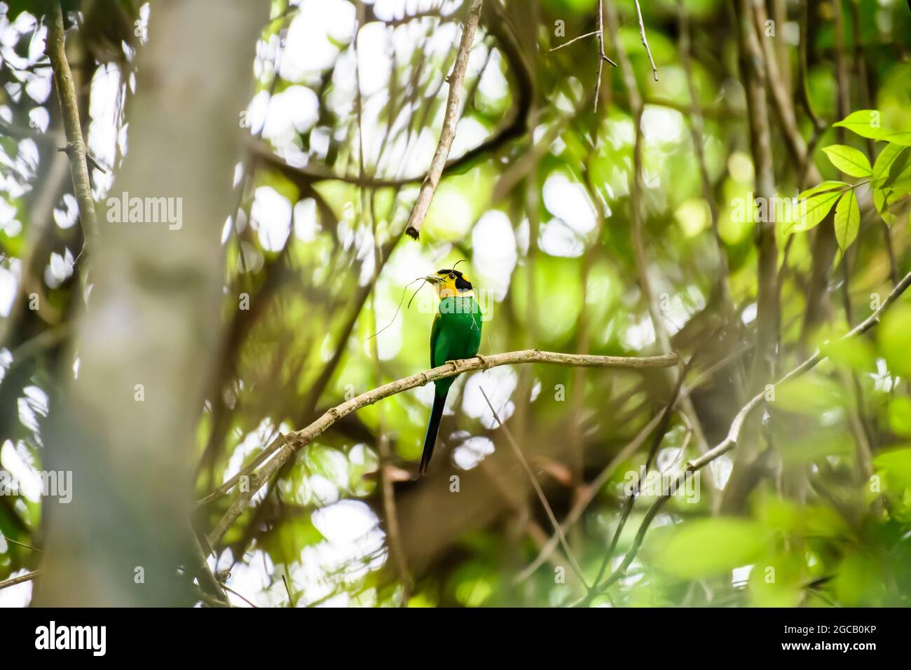 Langschwanzvögel, die im tropischen Regenwald, im Khao Yai National Park, dem UNESCO-Weltkulturerbe, unter dem Namen „Dong Phayaye“, auf einem Ast stehen Stockfoto