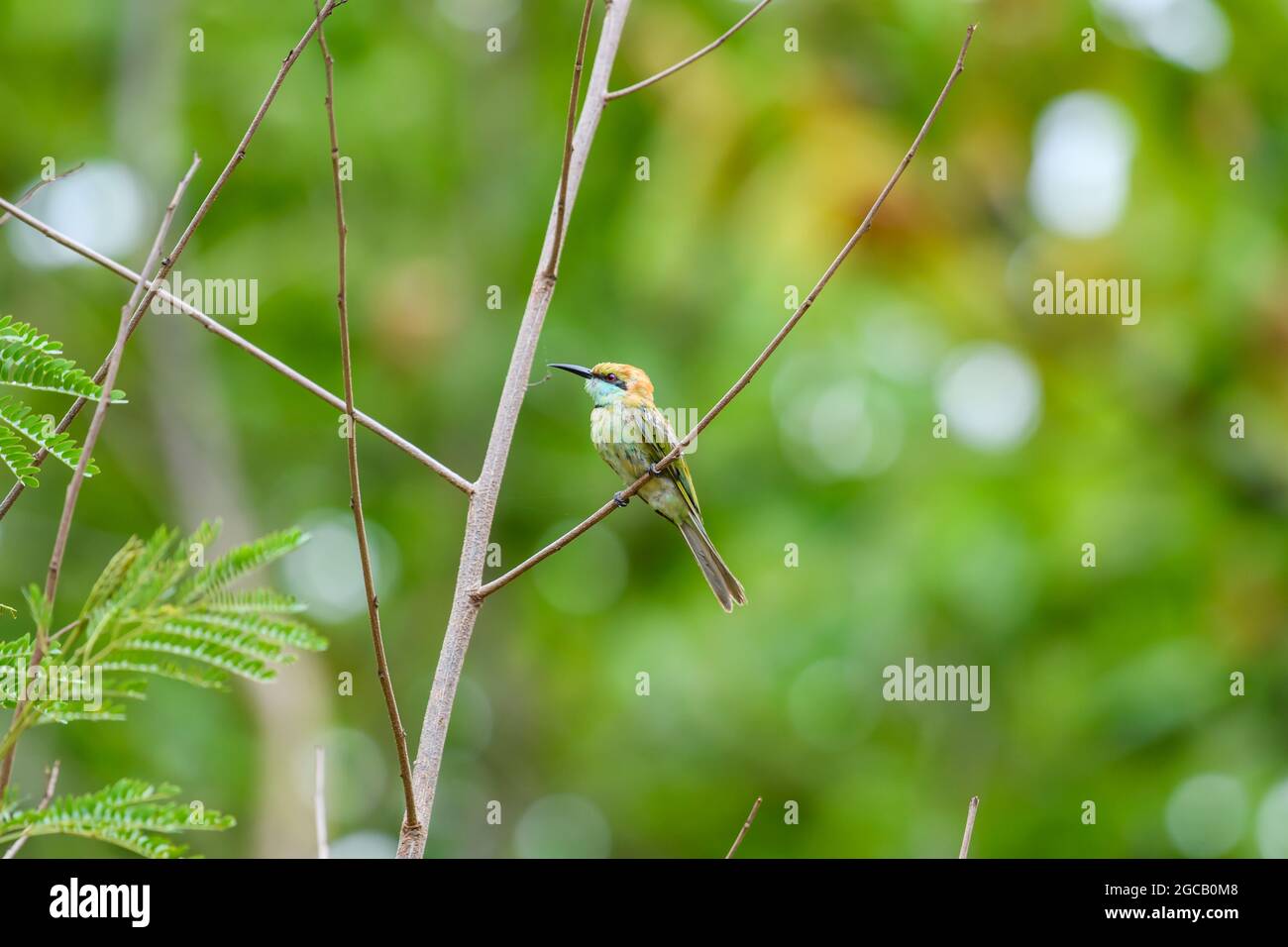Kleiner grüner Bienenfresser, der im tropischen Regenwald, im Khao Yai National Park, dem UNESCO-Weltkulturerbe, unter dem Namen „Dong Phayaye“, auf einem Zweig rast Stockfoto