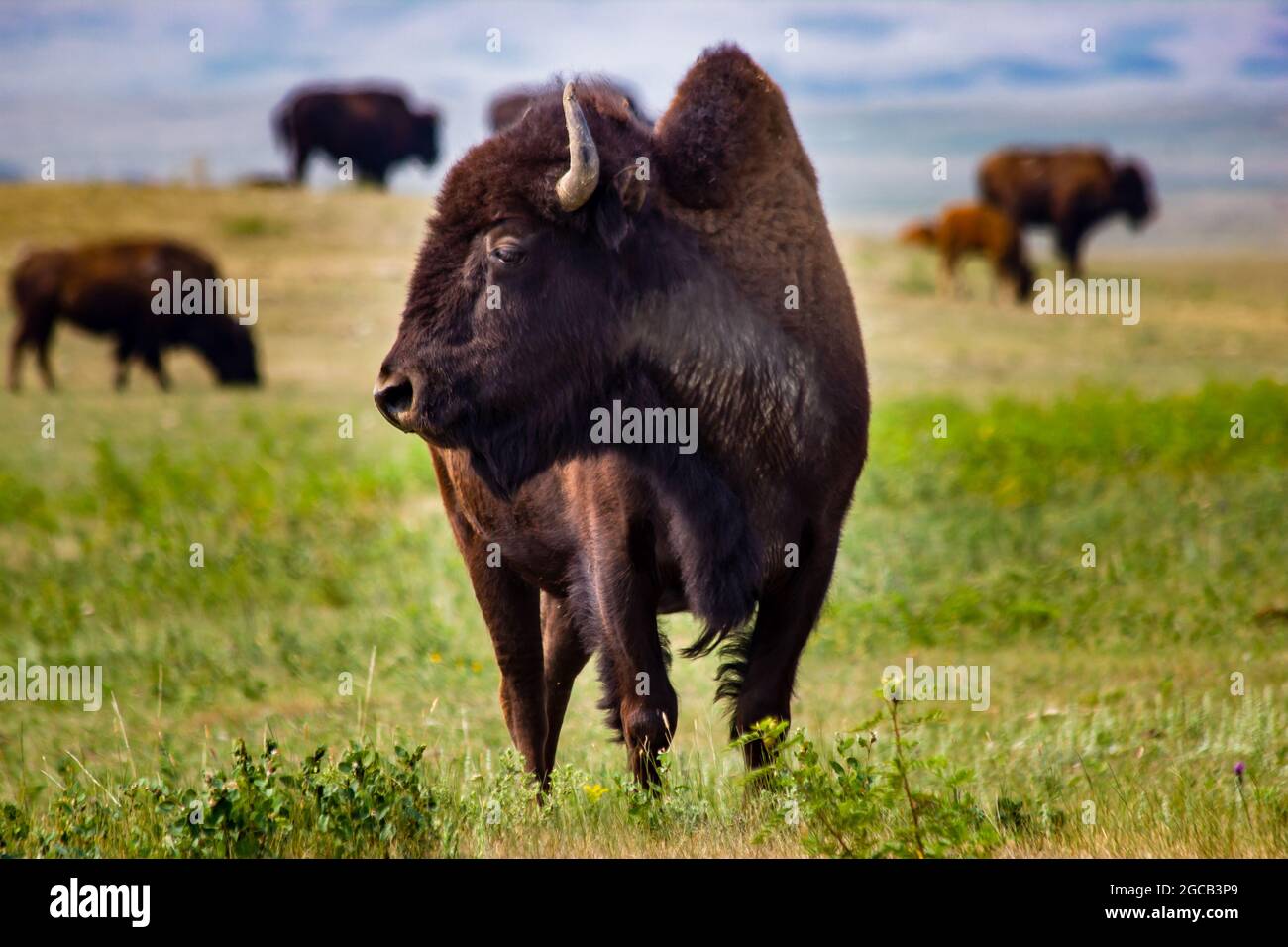 Ein Büffel, der auf einer Präriefarm in der Nähe von Head hoch steht, wurde in Buffalo Jump in Alberta, Kanada, zerschlagen. Stockfoto