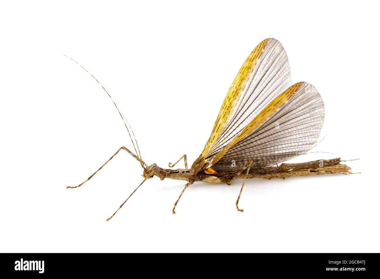 Bild eines siam-Riesenstäbchen-Insekts und eines Insektenbabys auf weißem Hintergrund. Insektentier. Stockfoto