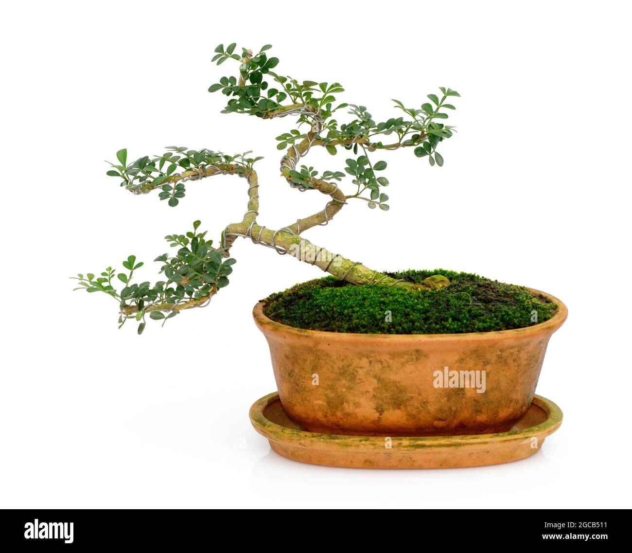 A bonsai tree Ausgeschnittene Stockfotos und  bilder   Alamy