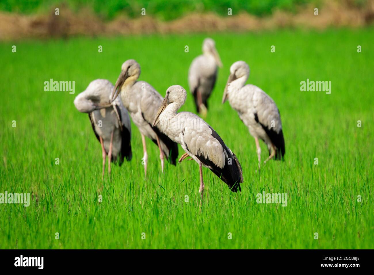 Bild des asiatischen Openbill Stock Vogels in der Mitte eines Feldes auf einem natürlichen Hintergrund. Vogel. Tier. Stockfoto