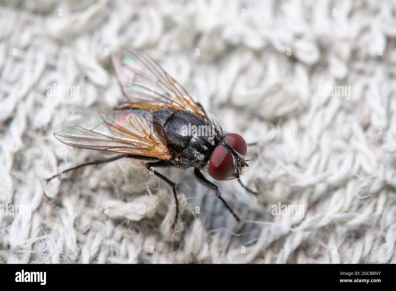 Abbildung einer Fliegen (Diptera) auf einem weißen Tuch. Insekt. Tier Stockfoto