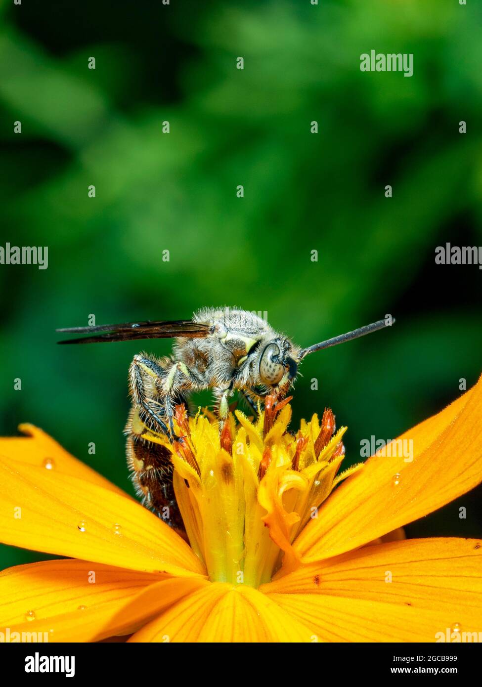 Bild von Bienenwolf oder Bienenwölfen (Philanthus) auf gelber Blume auf natürlichem Hintergrund. Sind Bienenjäger oder Bienenmörder Wespen., Insekt. Tier. Stockfoto