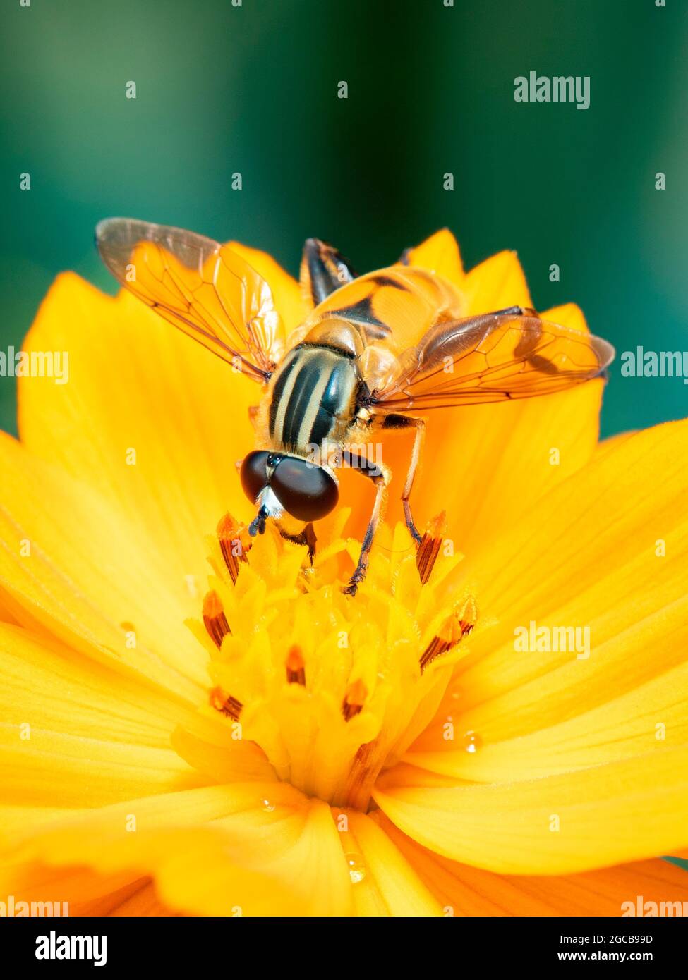 Bild von Blumenfliege oder Schwebefliege (Helophilus insignis) auf gelber Blume Pollen saugen Nektar auf natürlichem Hintergrund. Insekt. Tier. Stockfoto