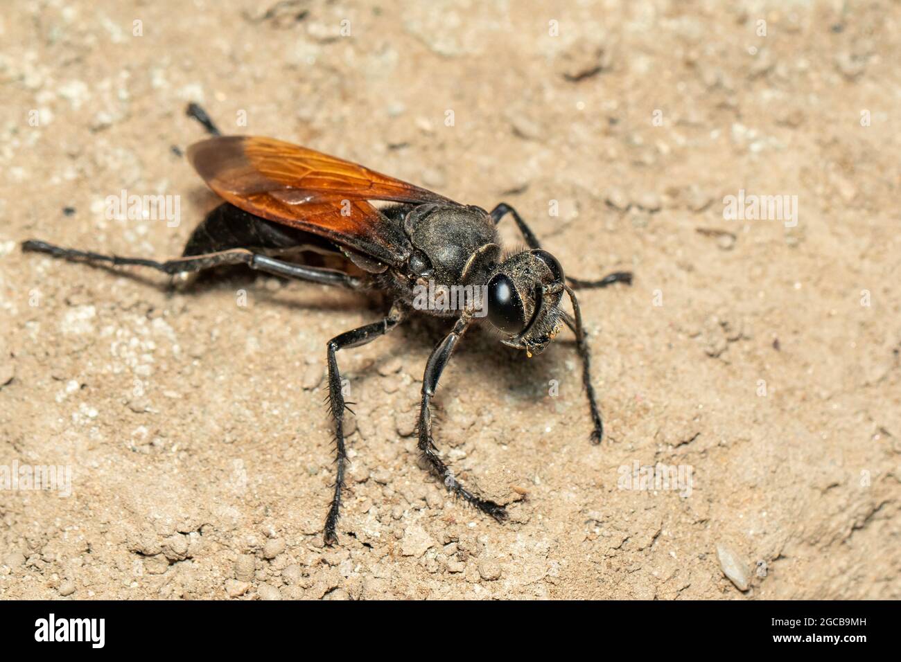 Bild von Sandgräberwespe auf dem Boden Hintergrund., Insect. Tier. Stockfoto