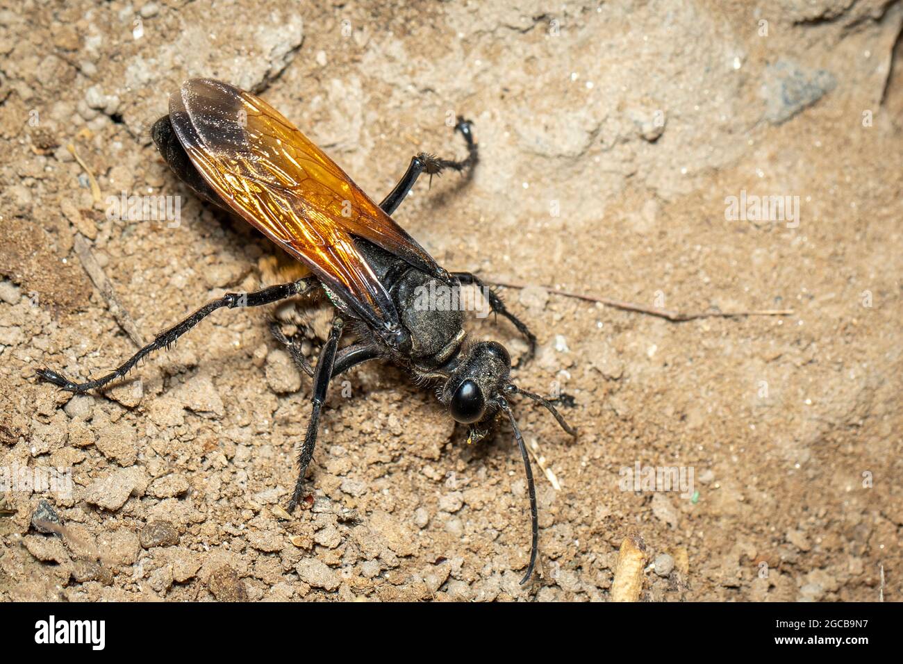 Bild von Sandgräberwespe auf dem Boden Hintergrund., Insect. Tier. Stockfoto