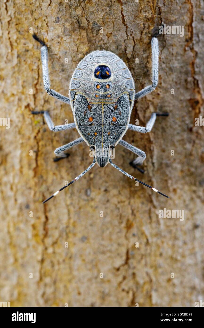 Bild des Hemiptera-Käfers auf dem Baum. Insekt. Tier. Stockfoto