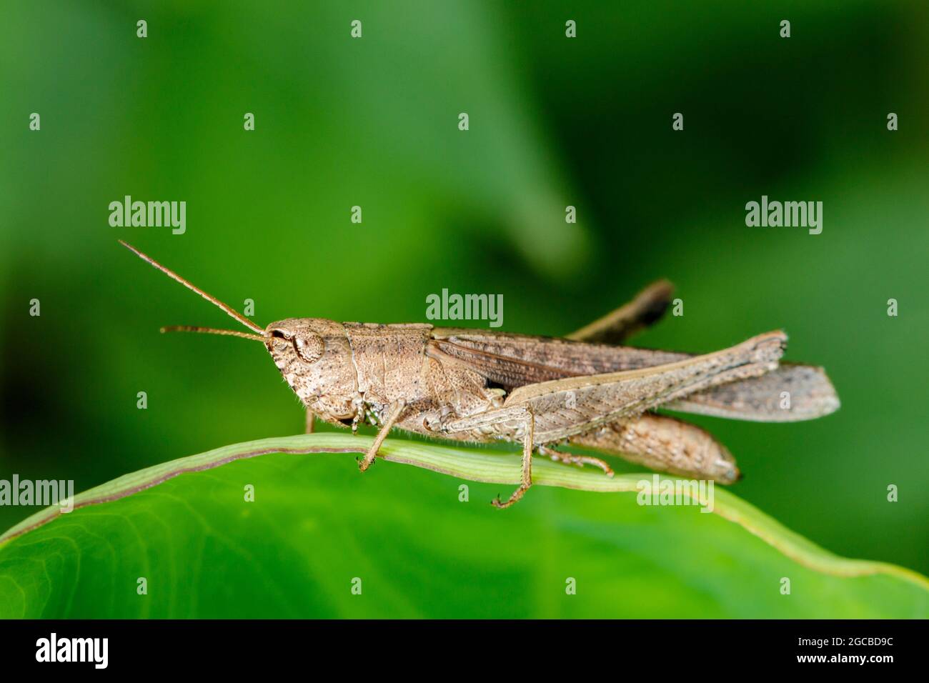 Bild von brauner Heuschrecke auf grünen Blättern. Insektentier. Heuschrecke (Caelifera., Acrididae) Stockfoto