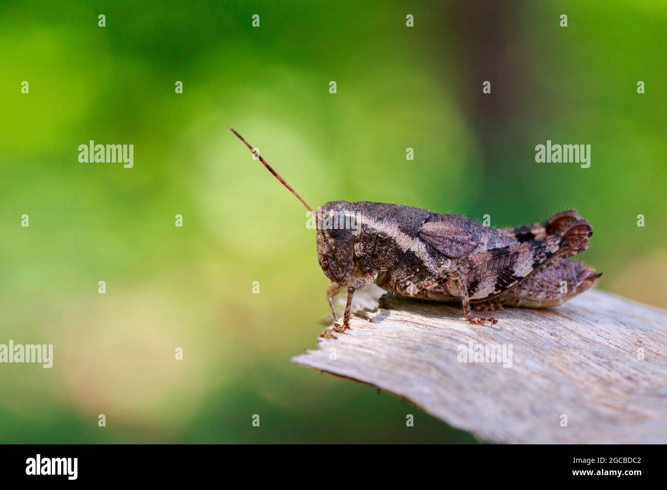 Bild einer braunen Heuschrecke (Acrididae) auf natürlichem Hintergrund. Insekt. Tier Stockfoto