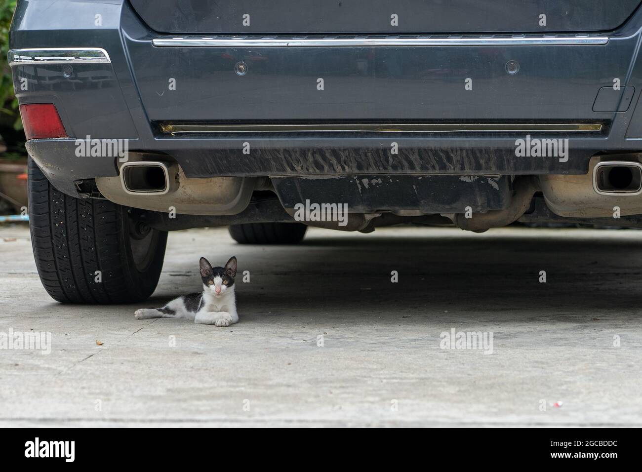 Streunende Katze versteckt sich unter dem Auto. Kätzchen liegt unter dem Auto, um dem heißen Wetter zu entkommen Stockfoto