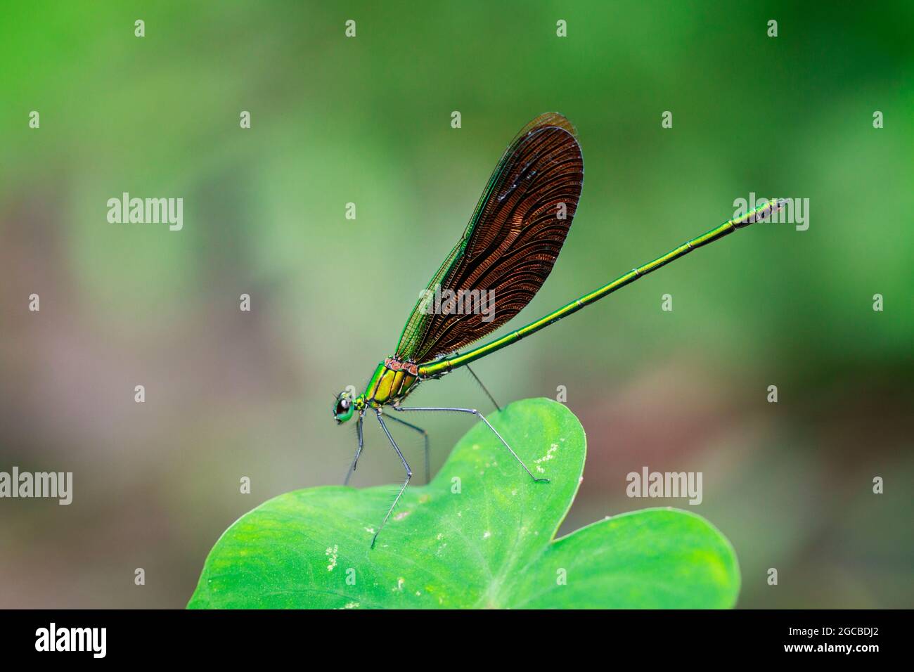 Bild einer schönen Libelle (Neurobasis chinensis chinensis) auf grünen Blättern. Insekt. Tier Stockfoto