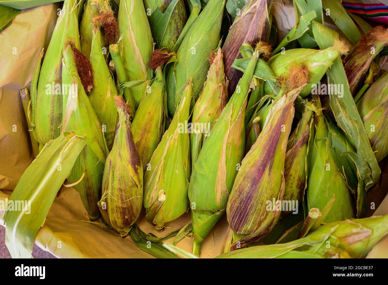 Frischer Mais aus der Atacama-Wüste, Chile Stockfoto