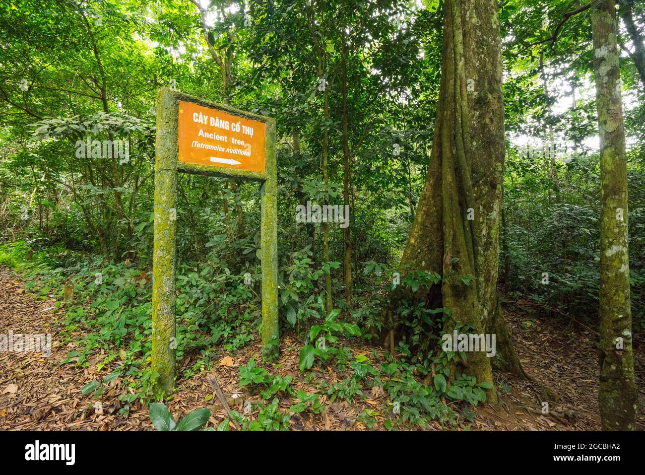 CUC Phuong National Forest in Ninh Binh Provinz Nordvietnam Stockfoto