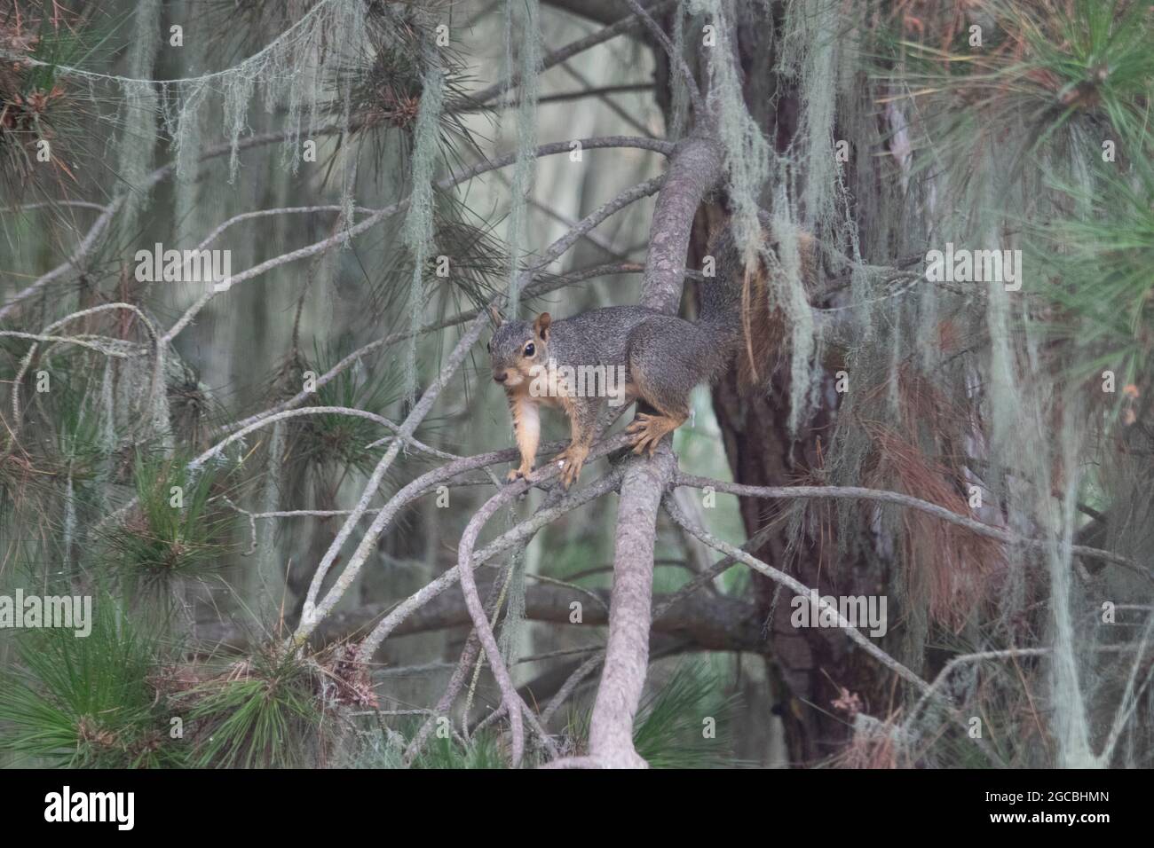 Eastern Fox Eichhörnchen hält an einem Baumzweig inne. Stockfoto