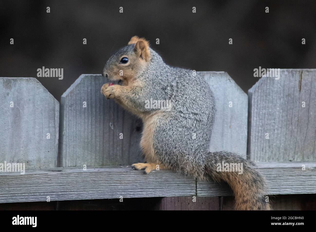 Ein Fuchs Eichhörnchen sitzt auf einem Zaun und isst ein Stück Apfel. Stockfoto