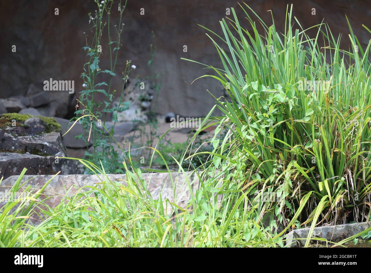 Köln sehr schöner Zoo Garten Stockfoto