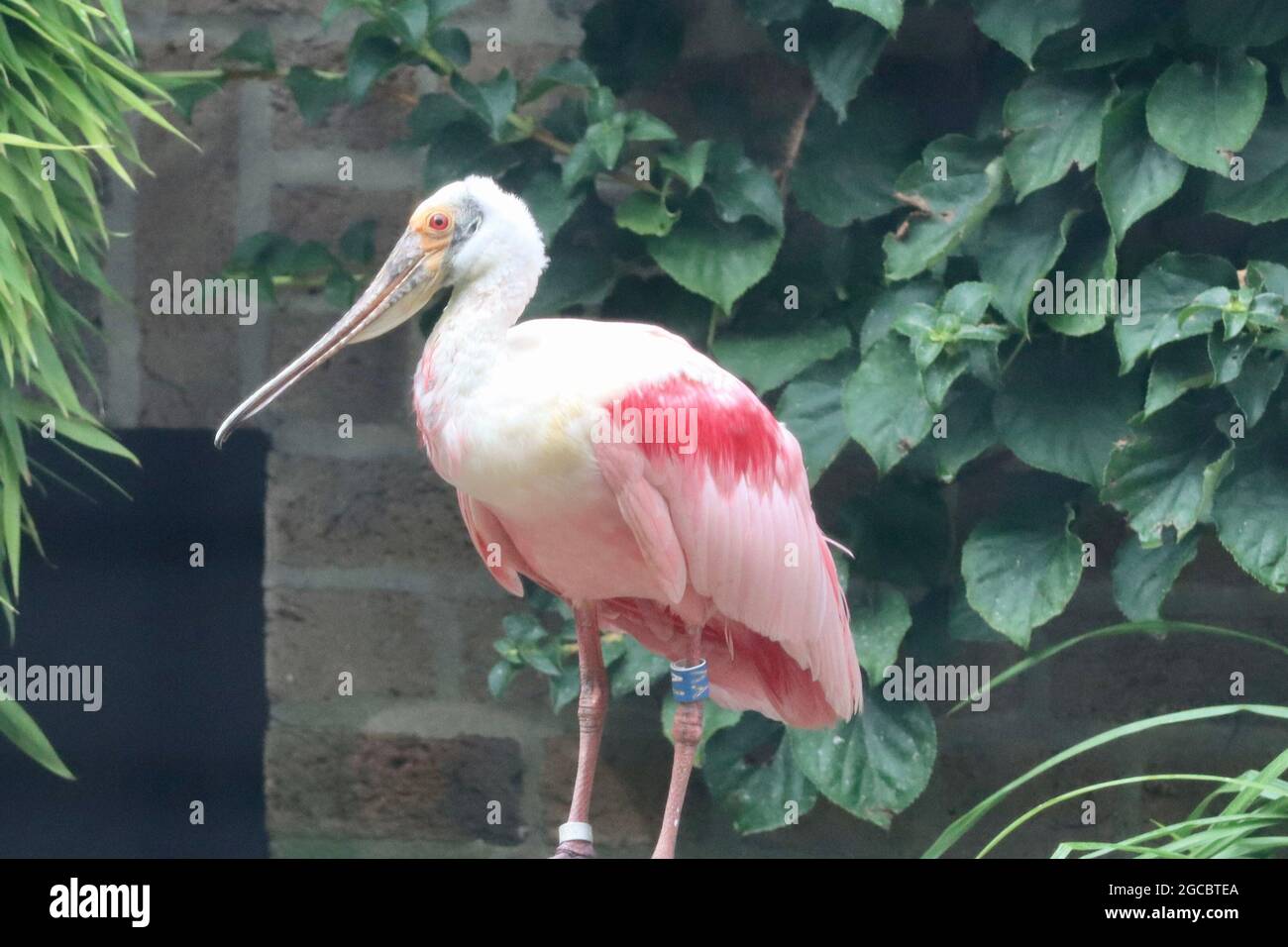 Köln sehr schöner Zoo Garten Stockfoto